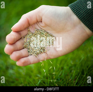 La plantation des semences d'herbe à la main pour le sursemis de pelouses vertes Banque D'Images