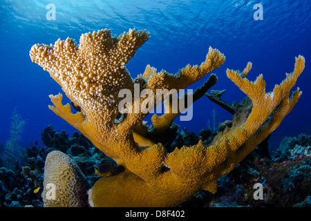 La nouvelle croissance est représenté sur une branche d'un grand corail elkhorn timbre Lighthouse Reef au Belize. Banque D'Images