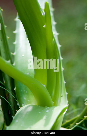 Plante d’Aloe vera Banque D'Images