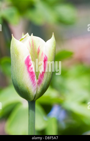 Tulipa viridiflora 'Flaming spring Green'. Banque D'Images