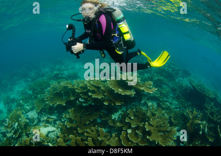 Un plongeur femelle nage près de la surface sur un patch de coral reef Banque D'Images