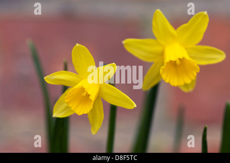 Narcissus 'tete a tete" contre un mur de brique rouge. Banque D'Images