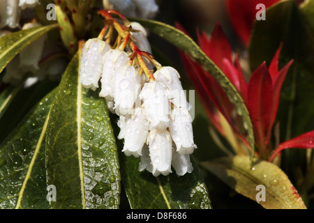 Pieris plante, flamme de la forêt. Banque D'Images