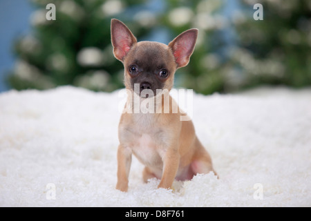 Chihuahua, chiot, à poil court, bleu, 4 mois |Chihuahua, kurzhaarig, Welpe, Blau, 4 Monate Banque D'Images