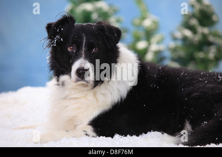 Border Collie, 15 ans |Border Collie, Ruede, 15 Jahre alt / Hund alter Banque D'Images