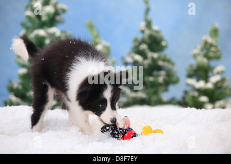Border Collie, chiot, 11 semaines / toy |Border Collie, Welpe, 11 Wochen / Spielzeug Banque D'Images