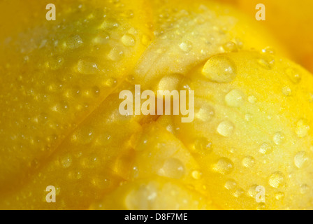 Gouttes de rosée sur un pétale - freesia jaune macro photo. Banque D'Images