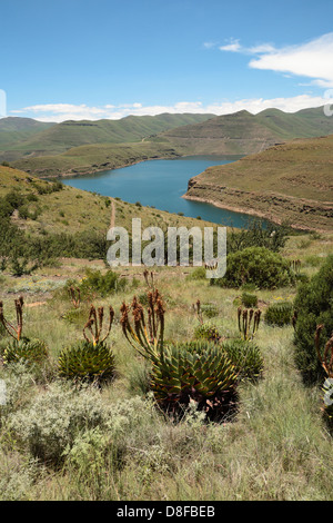 Aloe polyphylla poussant sur des pentes de montagne menant à l'eau du barrage Katse au Lesotho, l'Afrique Banque D'Images