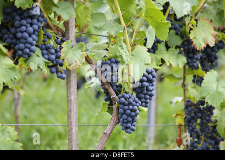 Allemagne, Bade-Wurtemberg, près de Besigheim, vigne, raisin bleu, Deutschland, Bade-Wurtemberg, nahe Besigheim, Weinberg, Banque D'Images