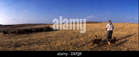 Berger avec un troupeau de moutons. La Route de Don Quichotte. Alcazar de San Juan. Ciudad Real. L'Espagne. Banque D'Images