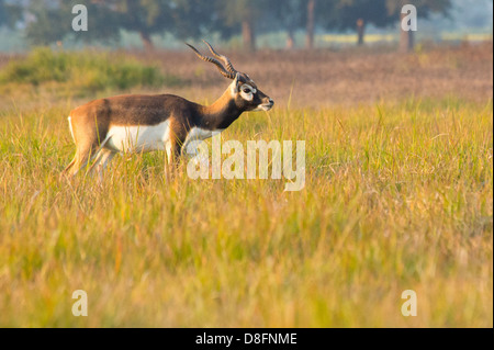 Antilope mâle noir mâle adulte (Antilope cervicapra) dans la zone de conservation, daim noir, Khairapur Gulariya Népal, près de Banque D'Images