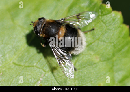 Bumblebee imiter Hoverfly Eristalis femme intricarius Banque D'Images