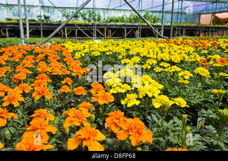 Plantes pour la vente dans un jardin Centre, Royaume-Uni Banque D'Images