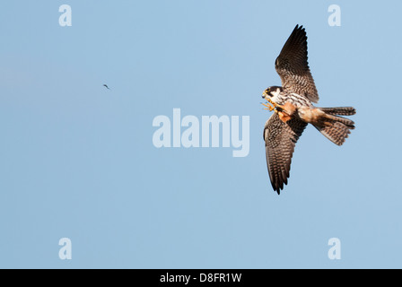 Hobby (Falco subbuteo) éphémère de chasse sur l'aile avec l'un sur le point d'être pris Banque D'Images