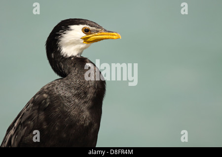 Un petit pied Shag à l'extérieur. Banque D'Images