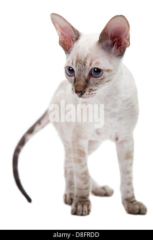 Cornish Rex Banque D'Images