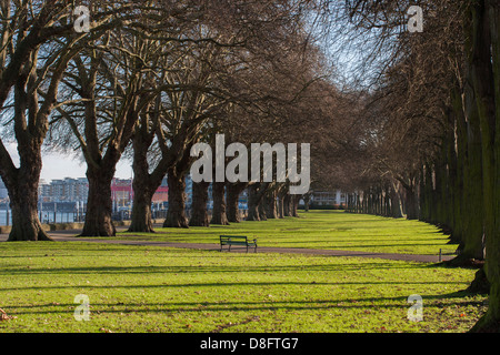 Avenue des platanes parc Wandsworth Wandsworth Londres Angleterre Banque D'Images