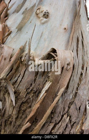 Peler l'écorce d'un arbre d'Eucalyptus Banque D'Images