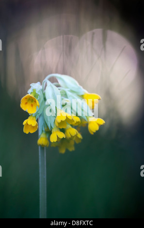 Coucou bleu au crépuscule (primula veris) Banque D'Images