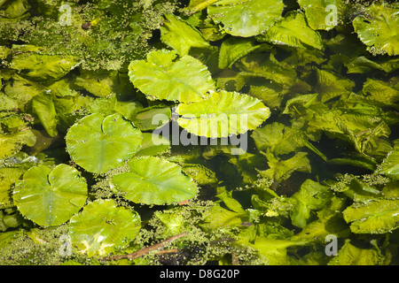 Lilly pads dans un petit étang, arracher Park, Royaume-Uni Banque D'Images