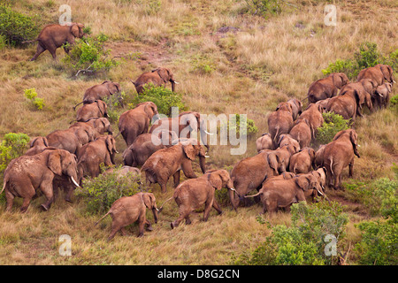 Vue aérienne de l'éléphant africain (Loxodonta africana) au Kenya.Dist. L'Afrique subsaharienne. Banque D'Images