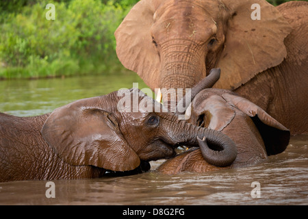 L'éléphant africain (Loxodonta africana) Mère et de jeunes veaux se baigne.Afrique du Sud Banque D'Images