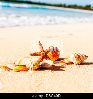 Coquilles de mer avec du sable comme arrière-plan Banque D'Images