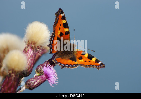 Petite écaille Banque D'Images