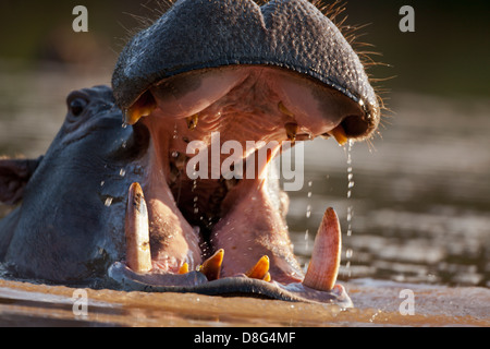 Hippopotame (Hippopotamus amphibius) avec la bouche ouverte dans une posture d'alerte agressive.Afrique du Sud Banque D'Images