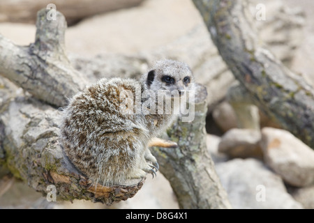 Meerkat assis sur un journal en captivité Banque D'Images