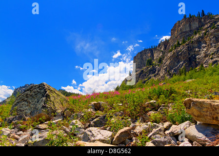 Domaine de fleurs rose au milieu de rochers et falaises le long du sentier de la coupe d'étain à Alice dans Le Lac Désert de scie Banque D'Images