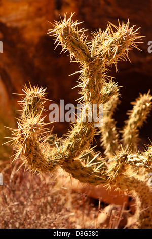 Cholla cactus dans Red Rock Canyon, Nevada, éclairé par la lumière du soir Banque D'Images