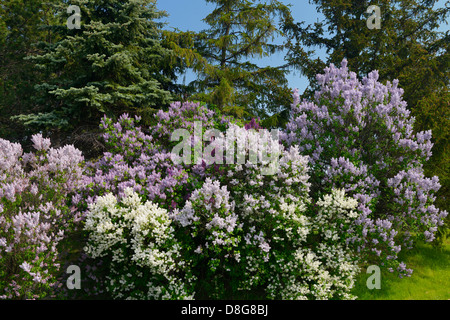 Lilas commun blanc à fleurs buissons à côté d'épicéas au printemps toronto canada Banque D'Images