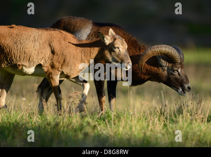 Mouflon européen Banque D'Images