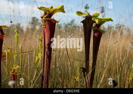 Plante carnivore Sarracenia flava trompette de la Sarracénie var rubricorpora Florida USA Banque D'Images