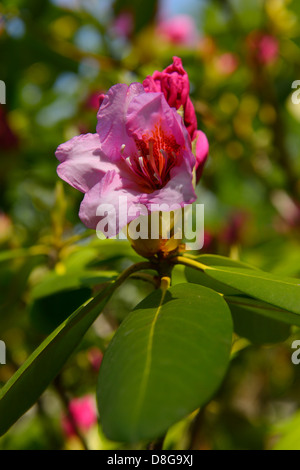 Close up of early emerging fleur rose sur un rhododendron evergreen bush au printemps Toronto Banque D'Images