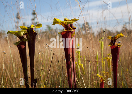 Plante carnivore Sarracenia flava trompette de la Sarracénie var rubricorpora Florida USA Banque D'Images