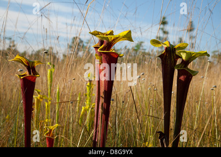 Plante carnivore Sarracenia flava trompette de la Sarracénie var rubricorpora Florida USA Banque D'Images