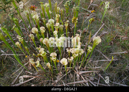 Sarracénie, hybride naturel, Sarracenia x moorei ( Sarracenia leucophylla x flava ) Florida USA Banque D'Images