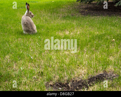 Jack Rabbit au regard de son terrier dans le sol Banque D'Images