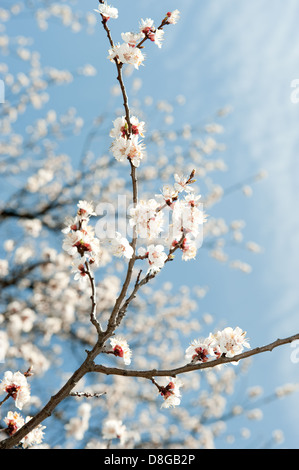 Branches d'un arbre en fleurs Banque D'Images
