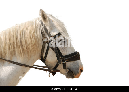 Cheval isolé Banque D'Images