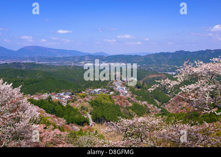 Les fleurs de cerisier Yoshinoyama Banque D'Images