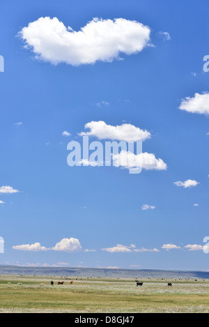 Les vaches et les chevaux brouter sur le Canard Valley Indian Reservation dans l'Idaho. Banque D'Images