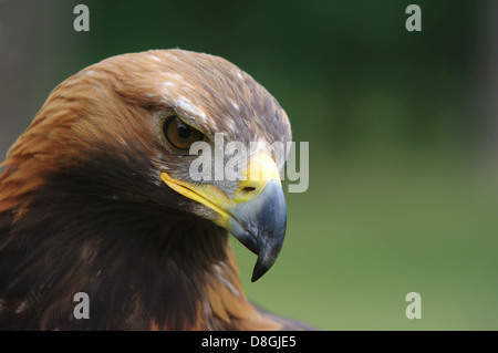 Golden Eagle avec falconer Banque D'Images