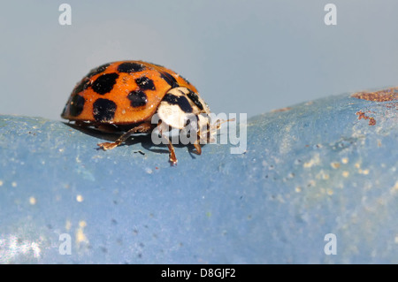 Lady Bug Banque D'Images