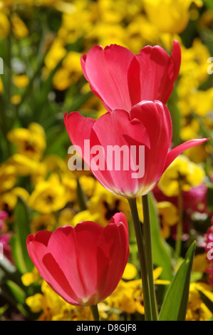 tulipes Banque D'Images