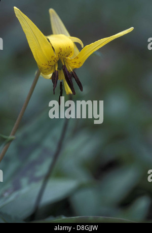 Une vue rapprochée de l'érythrone d'Erythronium americanum fleur d'une fontaine lily. Banque D'Images