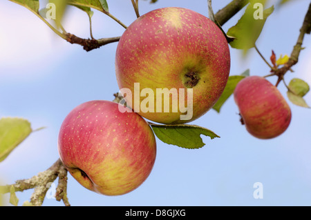 Pommes sur un arbre Banque D'Images