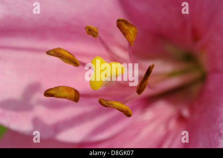 Lilly rose dans le jardin Banque D'Images